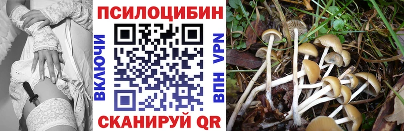 Псилоцибиновые грибы Cubensis  Купить где  Гусь-Хрустальный 